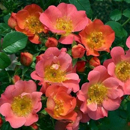 Rosa miniature Coco.jpg