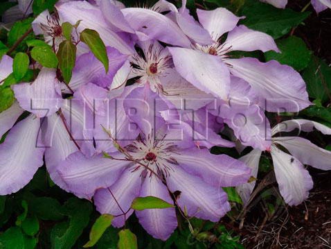 Clematis hybriden Serafina    2 () 2 ltr € 6,04 453,21..jpg