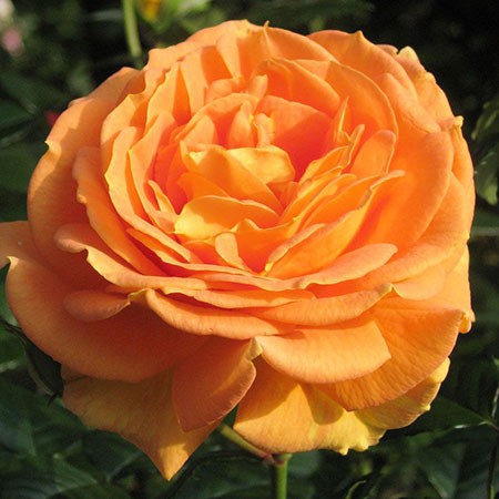 Rosa floribunda Goldelse.jpg