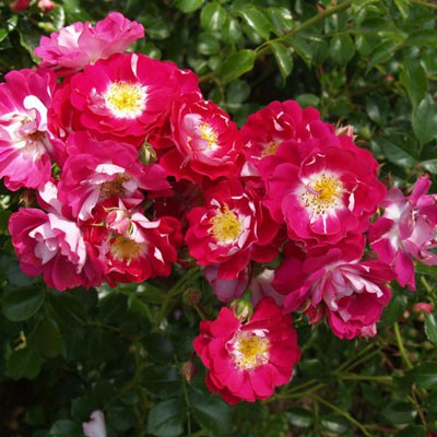 Rosa groundcover Lipstick.jpg