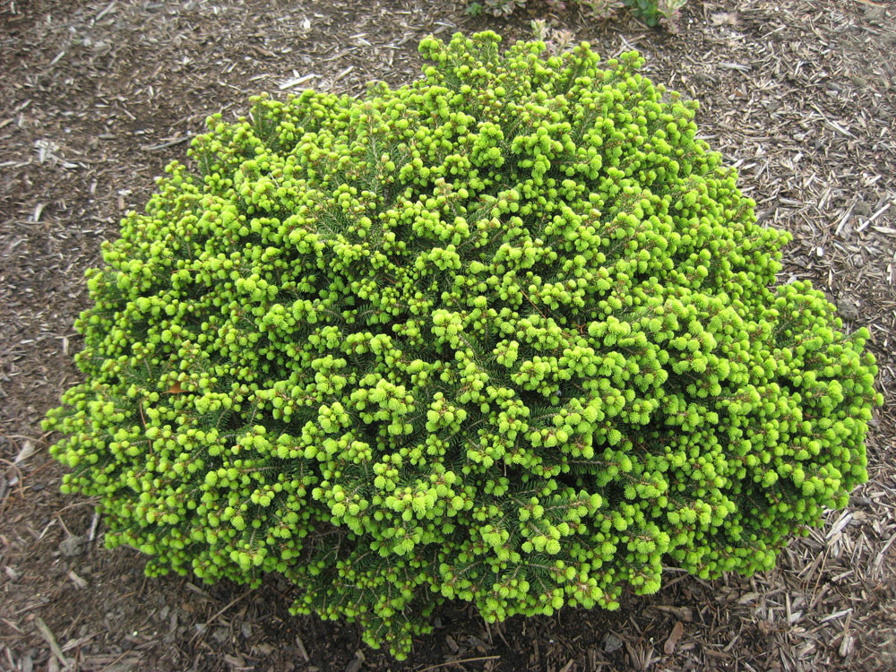 113,1.  Picea abies Little Gem_P9 20-30.jpg