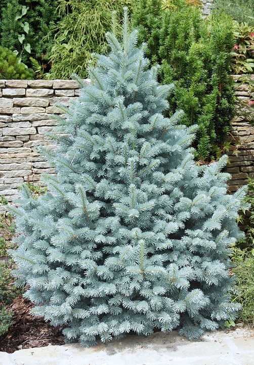 92.  Picea pungens Glauca Majestic Blue_P9 15-20.jpg