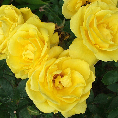 Rosa floribunda Friesia.jpg