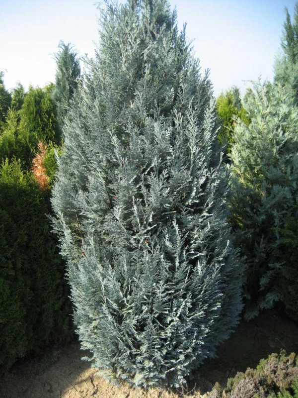 83,5.  Chamaecyparis lawsoniana Pelts Blue_P9 20-25.jpg