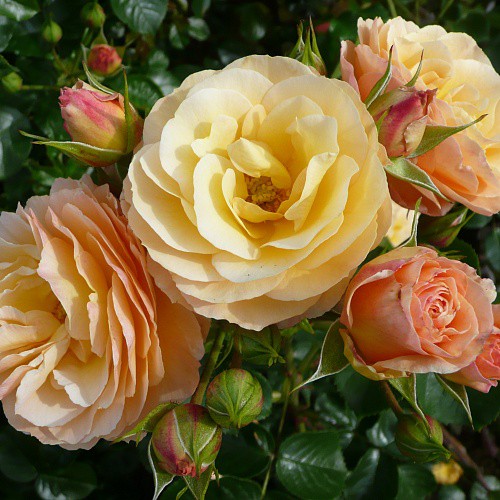 Rosa tea hybrid Rebecca.jpg