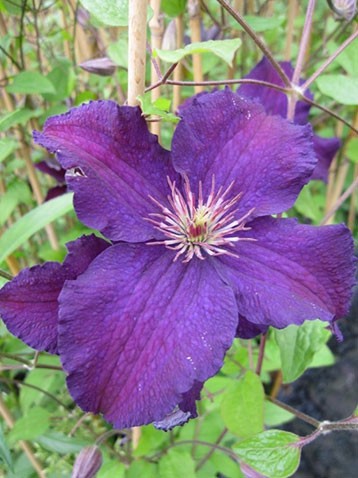 Clematis hybriden Rasputin    3 () 2 ltr € 6,04 453,21..jpg