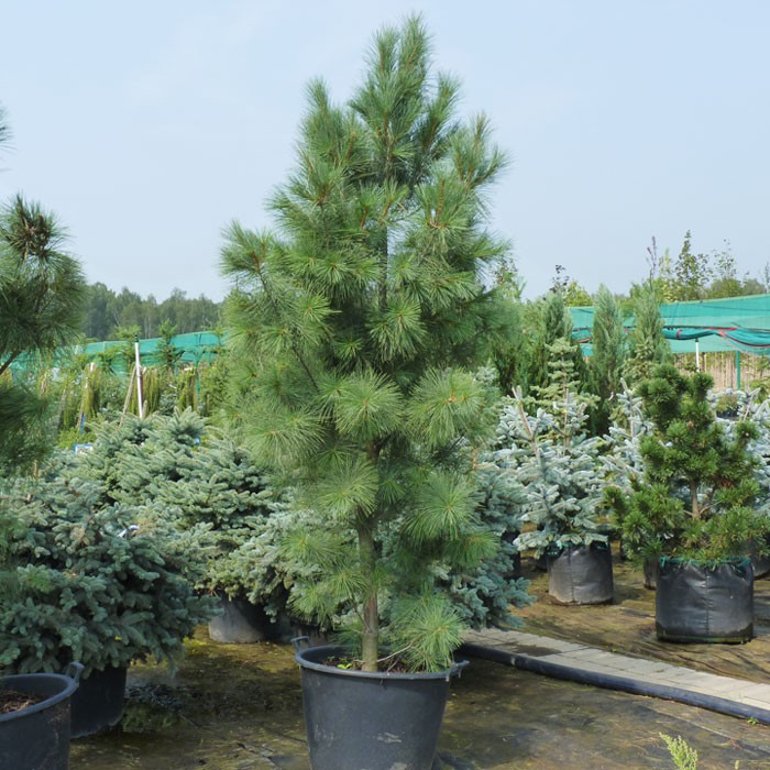 403,5.  Pinus strobus Fastigiata ( 1,5)