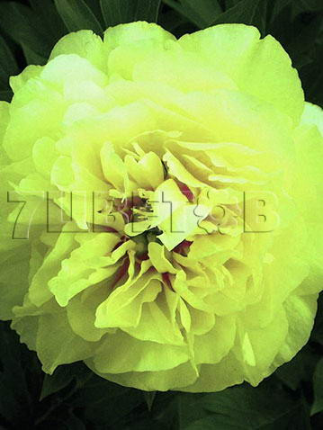 Paeonia Itoh Bartzella Пион Ито-гибрид Бартзелла € 7,63 556,99руб..jpg