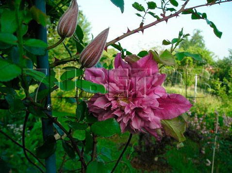 Clematis hybriden Patricia Ann Fretwell      2 () 2 ltr € 6,57 492,58..jpg