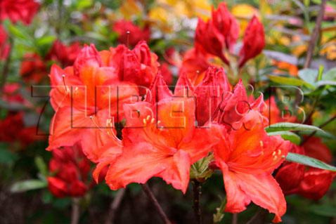 Azalea knap hill Feuerwerk Азалия нэп-хилл Фейерверк -25°C 5 ltr 50-60 € 14,56 1 092,11р..jpg
