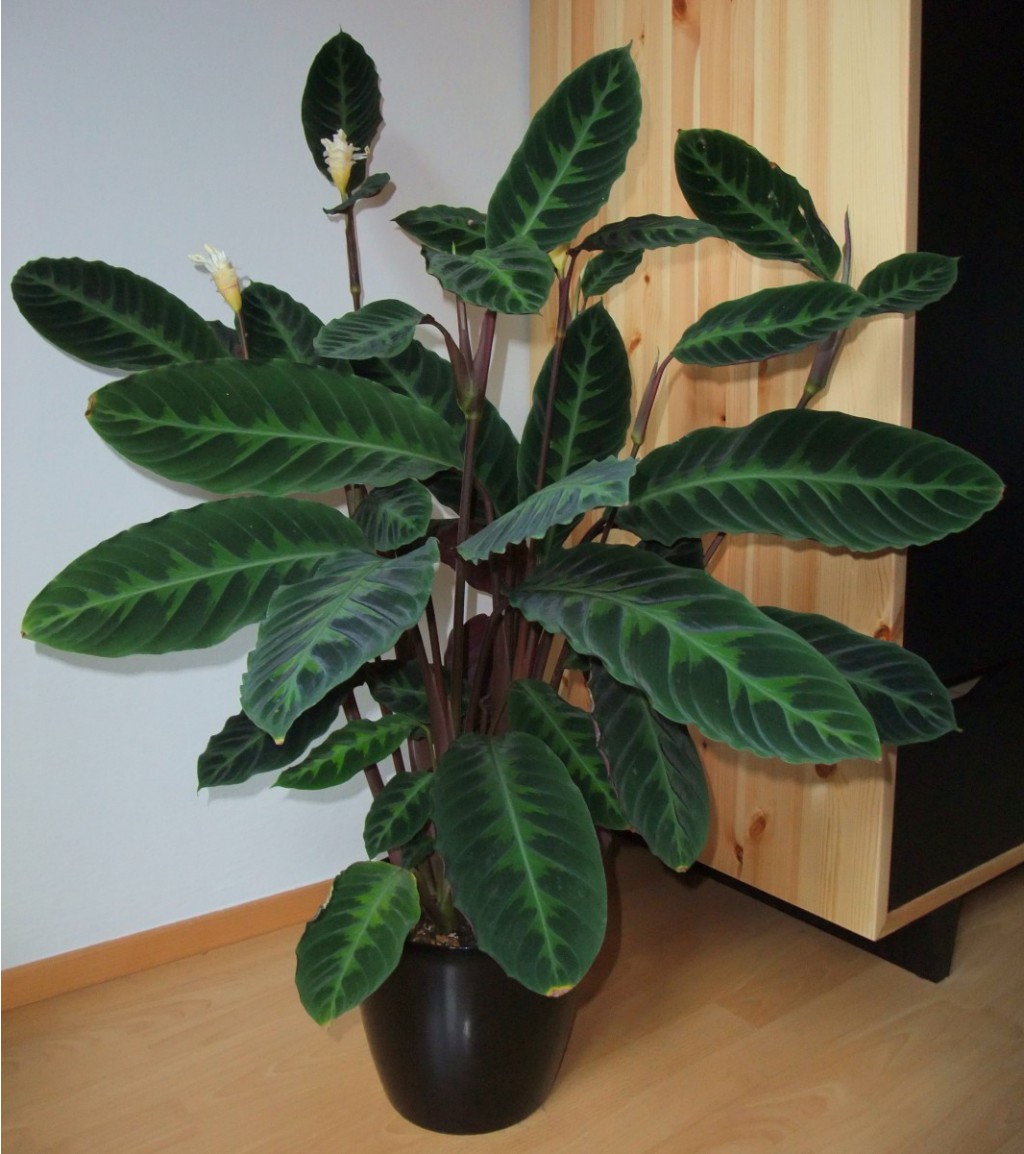 Calathea photo 20of36.jpg