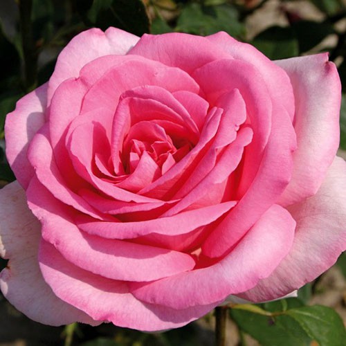 Rosa tea hybrid Sweet Parole.jpg