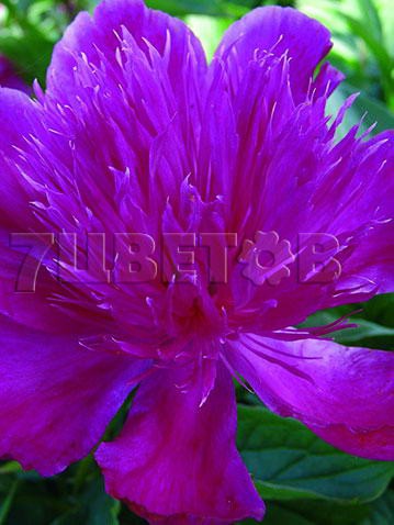 Paeonia lactiflora Purple Spider Пион молочноцветковый Перпл Спайдер € 3,54 258,42руб..jpg