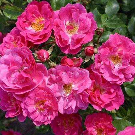 Rosa groundcover Bad Wörishofen 2005.jpg