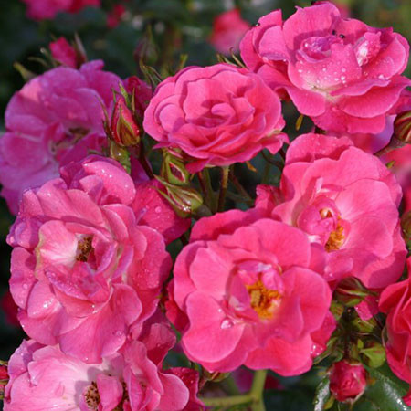 Rosa groundcover Sweet Knirps.jpg