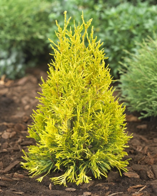 97,2.  Thuja plicata Goldy_P9 15-20.jpg