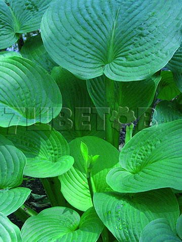 Hosta Jurassic Park    € 1,96 143,08..jpg