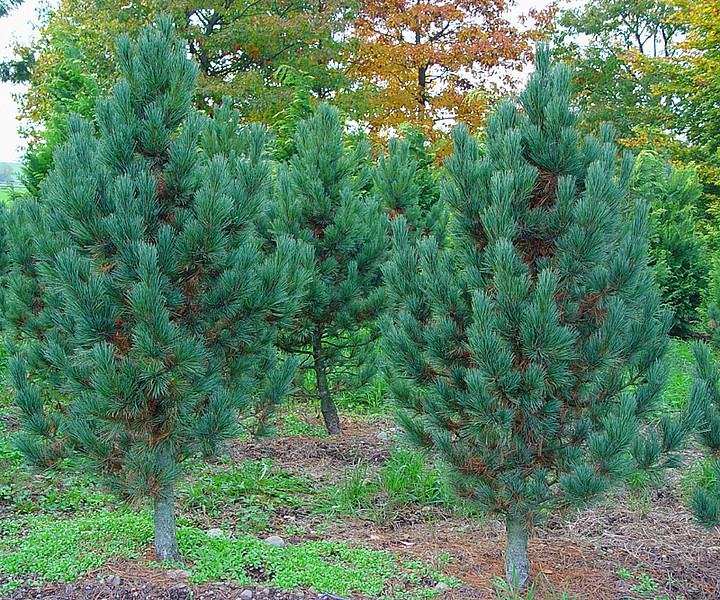 424,6.  Pinus cembra Glauca ( 1,5)