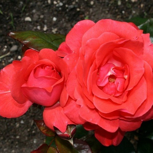 Rosa floribunda Piccolo.jpg