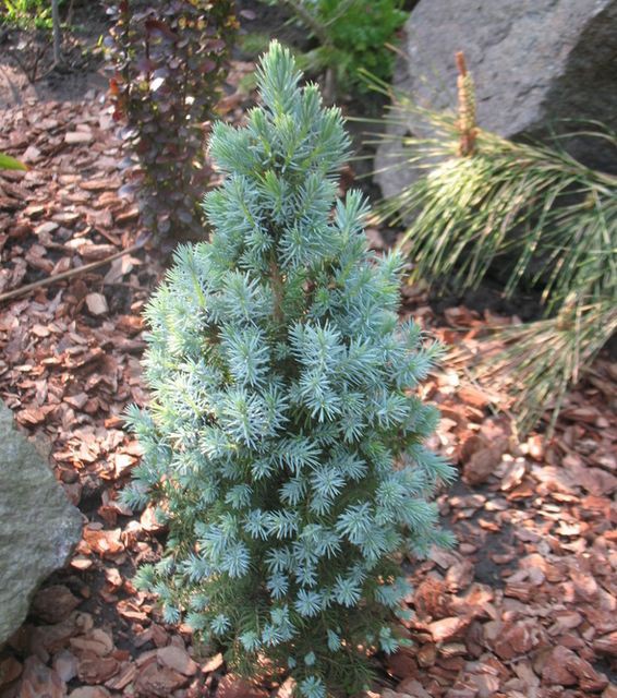 102,5.  Picea glauca Sanders Blue_P9 15-20.jpg