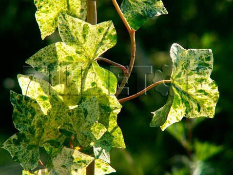 Hedera helix Profesor Seneta     2 ltr € 4,74 355,33..jpg