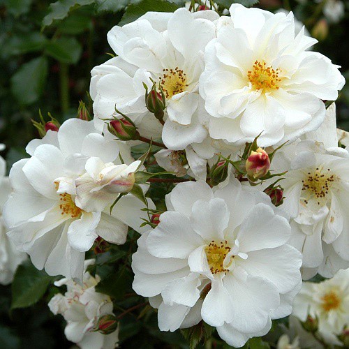 Rosa groundcover Schneekönigin.jpg