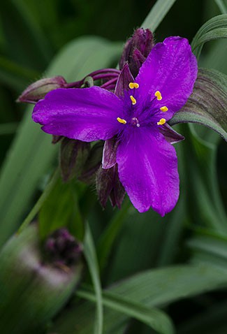 Tradescantia andersoniana Concord Grape Традесканция Андерса Конкорд Грап € 0,77 56,21руб..jpg
