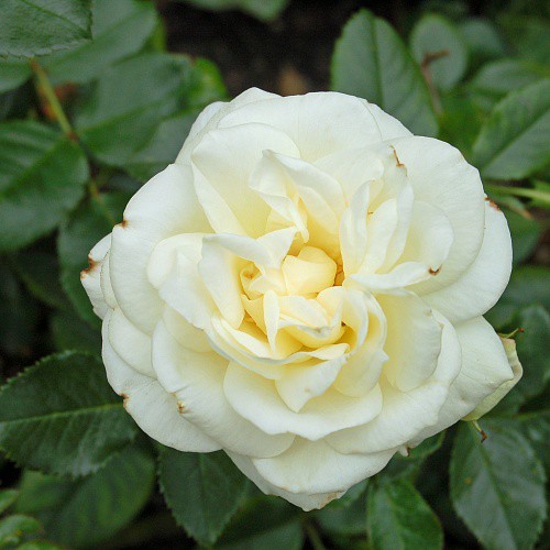 Rosa floribunda La Paloma.jpg