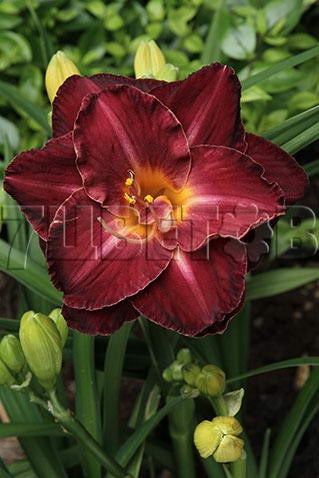 Hemerocallis Burgundy Love Лилейник Бургунди Лав € 1,97 143,81руб..jpg