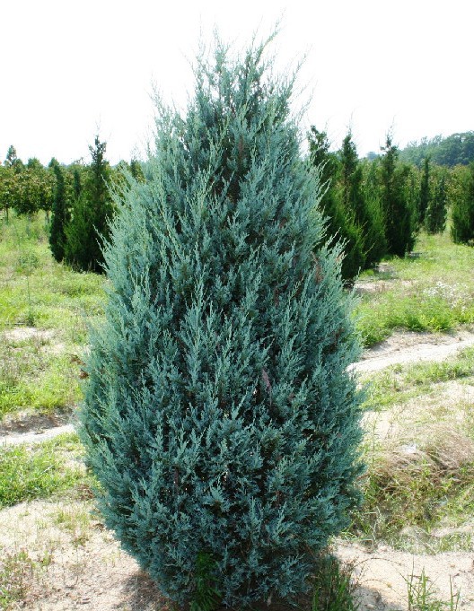 102,5.  Juniperus scopulorum Moonglow.jpg