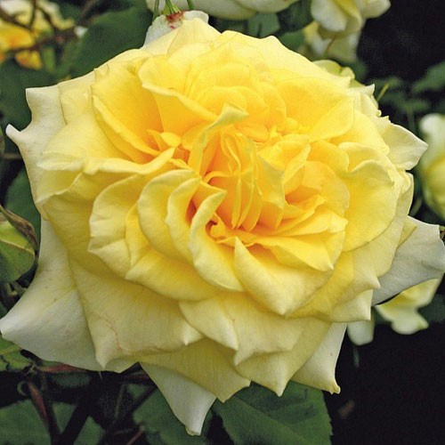 Rosa tea hybrid Sterntaler.jpg