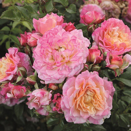 Rosa floribunda Country Girl.jpg