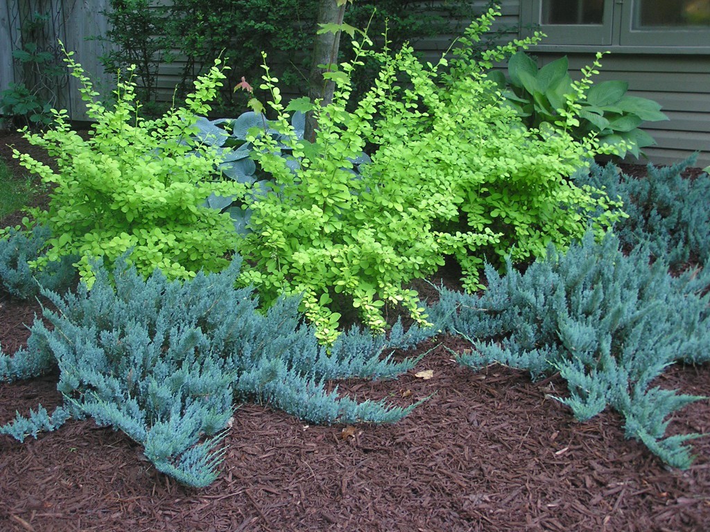 86,7.  Juniperus horizontalis Blue Chip.jpg