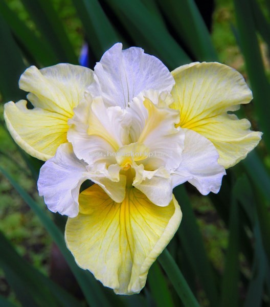 Iris Sibirica Yellow Tail.jpg