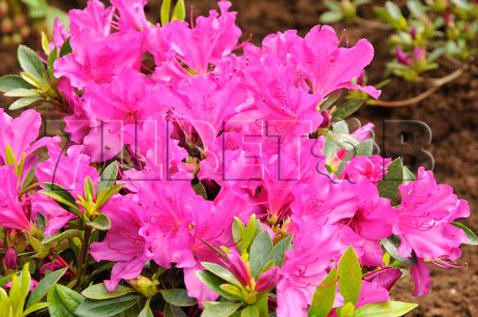 Azalea japonica Blaue Donau     -22C 2 ltr 12-18 € 7,25 543,77..jpg