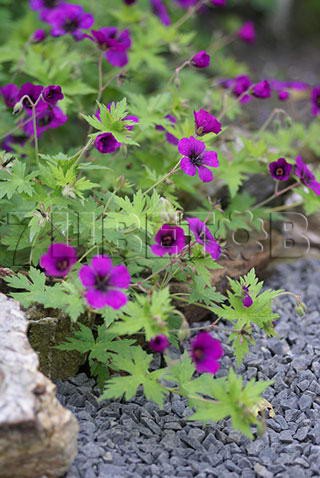 Geranium Ann Folkard    € 1,49 108,77..jpg