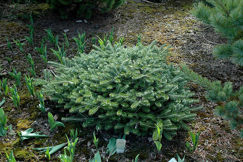 509,1.  Abies koreana Fliegende Untertasse ( 2)