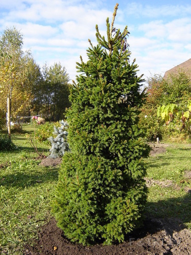  abies Dundanga 3 20-25-7,16.jpg