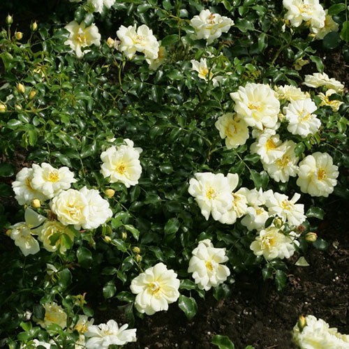 Rosa groundcover Sunny Rose.jpg