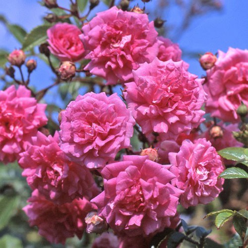 Rosa climbing Super Dorothy.jpg