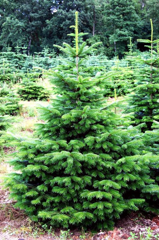 97,2.  Abies procera Frysenborg_p9 10-15.jpg