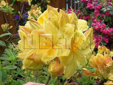 Azalea knap hill Golden Sunset  -   -25C 5 ltr 50-60 € 14,56 1 092,11..jpg