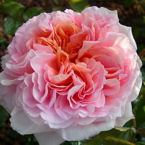 Rosa park Abraham Darby.jpg