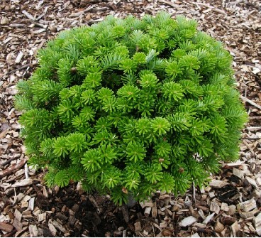 134,2.  Abies koreana Brillant_P9.jpg