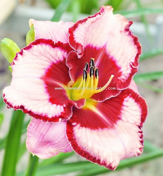 Hemerocallis Lies and Lipstick.jpg