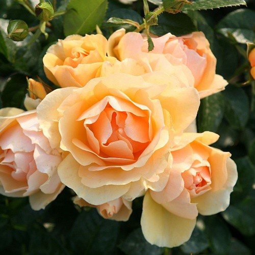 Rosa floribunda Hansestadt Rostock.jpg