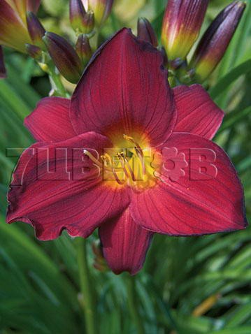Hemerocallis Stella in Red Лилейник Стелла ин Ред € 1,57 114,61руб..jpg