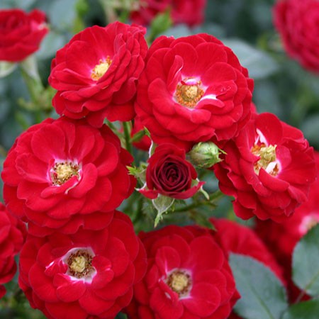 Rosa miniature Mandy.jpg