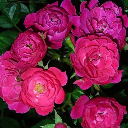 Rosa miniature Hobby.jpg