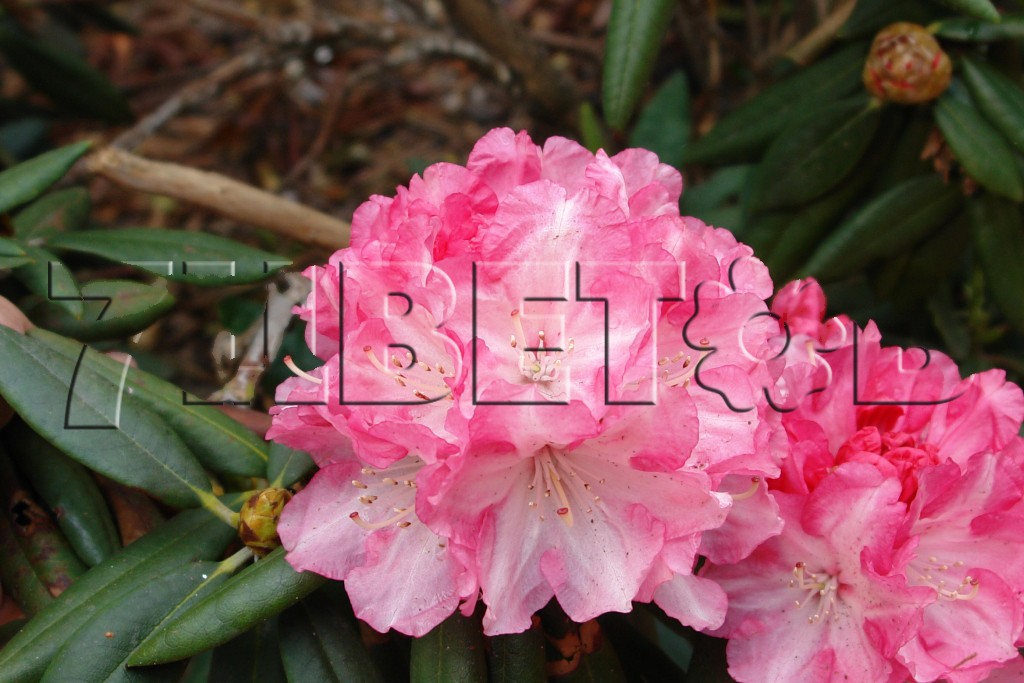 Rhododendron yakushimanum Barmstedt    -23C 10 ltr 30-40 € 38,57 2 892,95..jpg